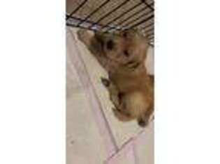Golden Retriever Puppy for sale in Greenville, NC, USA