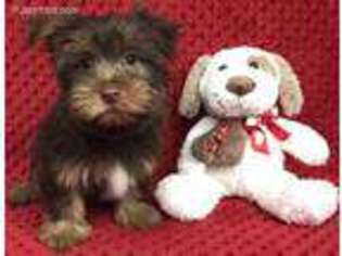 Yorkshire Terrier Puppy for sale in Blountville, TN, USA