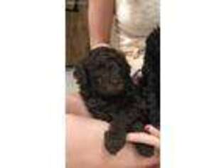 Labradoodle Puppy for sale in Stuart, FL, USA
