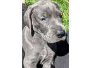 Great Dane Puppy for sale in Visalia, CA, USA