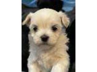 Coton de Tulear Puppy for sale in Graford, TX, USA