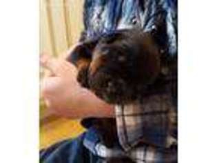 Rottweiler Puppy for sale in Denton, MD, USA