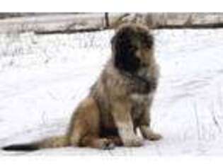 Mutt Puppy for sale in Twining, MI, USA