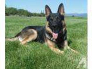 German Shepherd Dog Puppy for sale in HAUSER, ID, USA