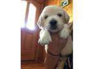 Golden Retriever Puppy for sale in Cartersville, GA, USA