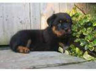 Rottweiler Puppy for sale in San Francisco, CA, USA