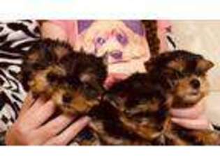 Yorkshire Terrier Puppy for sale in Elwood, IL, USA