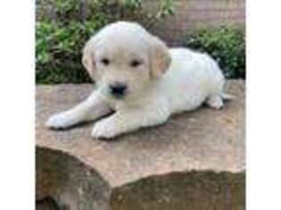 Mutt Puppy for sale in Saltillo, MS, USA