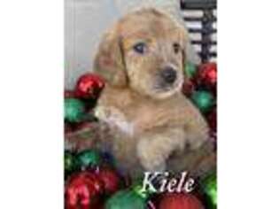 Goldendoodle Puppy for sale in Kyle, TX, USA