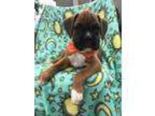 Boxer Puppy for sale in Narvon, PA, USA