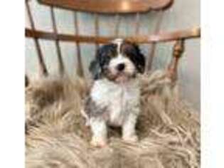 Cavapoo Puppy for sale in Chandler, AZ, USA
