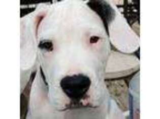 Dogo Argentino Puppy for sale in Hilliard, FL, USA