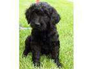 Goldendoodle Puppy for sale in Orange, CA, USA