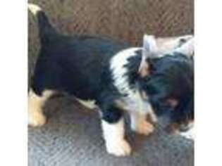 Biewer Terrier Puppy for sale in Tacoma, WA, USA