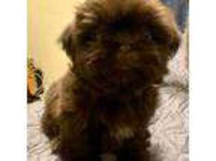 Mutt Puppy for sale in Cibolo, TX, USA