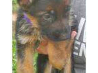 German Shepherd Dog Puppy for sale in Pound, WI, USA