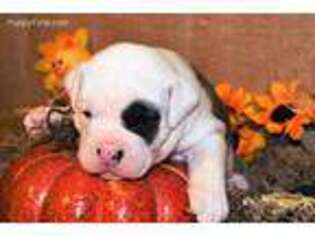 Olde English Bulldogge Puppy for sale in Exeter, MO, USA