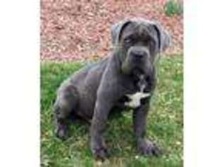 Cane Corso Puppy for sale in West Chester, OH, USA