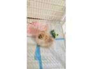 Pomeranian Puppy for sale in Calhoun, GA, USA