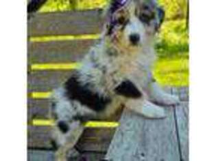 Australian Shepherd Puppy for sale in Albion, MI, USA
