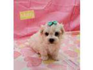 Maltese Puppy for sale in Ozark, MO, USA