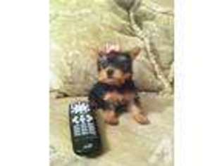 Yorkshire Terrier Puppy for sale in HAWTHORNE, NV, USA