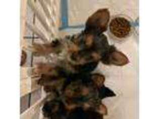 Yorkshire Terrier Puppy for sale in Tallahassee, FL, USA