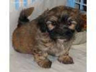 Shih-Poo Puppy for sale in Northport, AL, USA