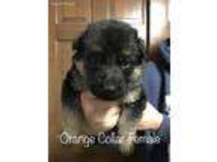 German Shepherd Dog Puppy for sale in Mexico, MO, USA