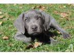 Weimaraner Puppy for sale in WEBSTER, WI, USA
