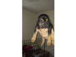 Bloodhound Puppy for sale in Avoca, MI, USA