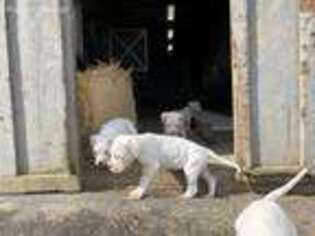 Dogo Argentino Puppy for sale in Vancouver, WA, USA
