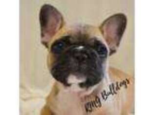 French Bulldog Puppy for sale in Milton, IA, USA