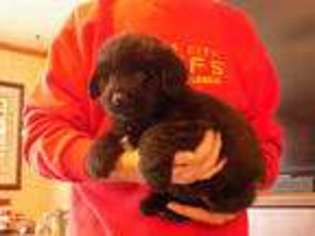 Newfoundland Puppy for sale in Haysville, KS, USA