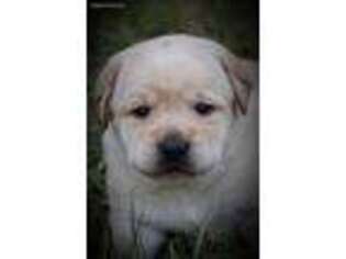 Labrador Retriever Puppy for sale in Glen Saint Mary, FL, USA