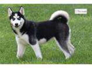 Siberian Husky Puppy for sale in South Bend, IN, USA