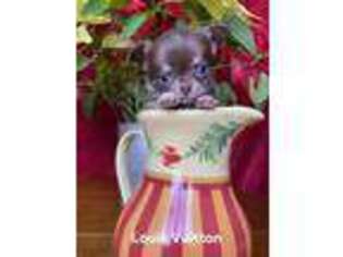 Chihuahua Puppy for sale in Canton, IL, USA