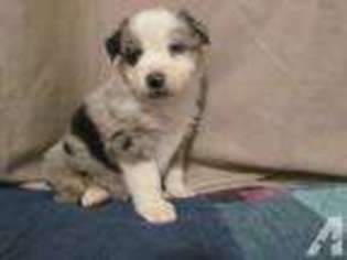 Mutt Puppy for sale in LOCKHART, TX, USA
