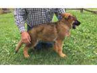 German Shepherd Dog Puppy for sale in Baldwin, GA, USA