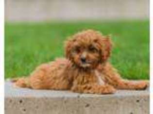 Cavapoo Puppy for sale in Zimmerman, MN, USA