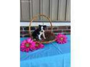 Boston Terrier Puppy for sale in Topeka, IN, USA