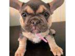 French Bulldog Puppy for sale in Belmont, NH, USA