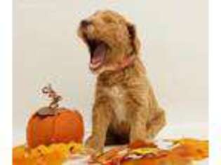 Goldendoodle Puppy for sale in Sioux Falls, SD, USA