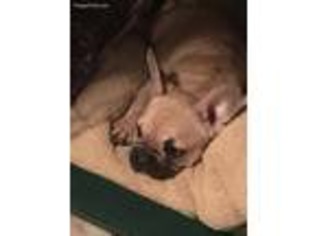 French Bulldog Puppy for sale in Lancaster, TX, USA