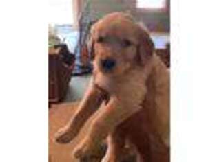 Golden Retriever Puppy for sale in Gaylord, MI, USA