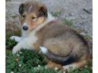 Collie Puppy for sale in Campbellsburg, KY, USA