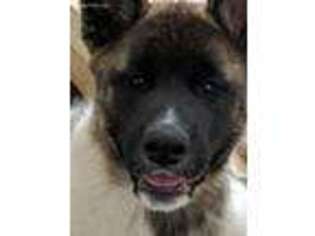 Akita Puppy for sale in Augusta, GA, USA