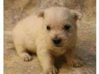 West Highland White Terrier Puppy for sale in Poplar Bluff, MO, USA