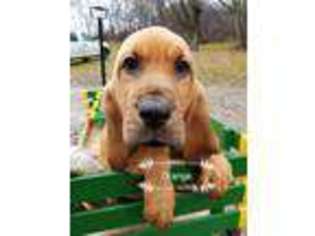 Bloodhound Puppy for sale in Newark, OH, USA