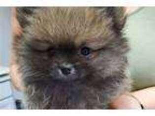 Pomeranian Puppy for sale in Springfield, MO, USA